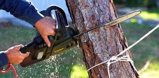 Best Hazardous Tree Removal  in Las Animas, CO