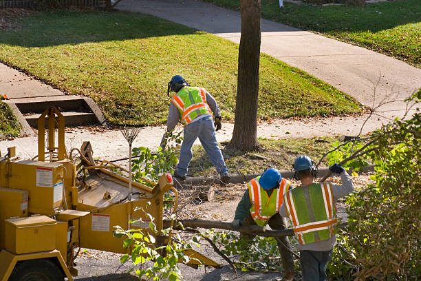 Best Tree Risk Assessment  in Las Animas, CO