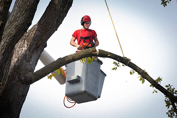 Best Tree Trimming and Pruning  in Las Animas, CO